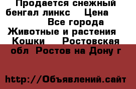 Продается снежный бенгал(линкс) › Цена ­ 25 000 - Все города Животные и растения » Кошки   . Ростовская обл.,Ростов-на-Дону г.